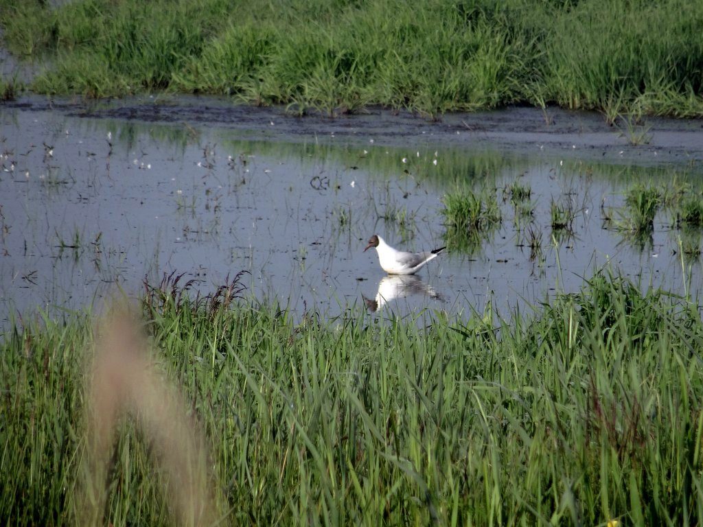 Friesland 2017, Bild 12