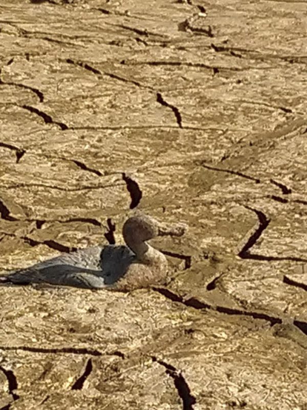 Sommerimpression am Edersee in 2018. Keine Zeitungsente sondern eine echte aus Plastik