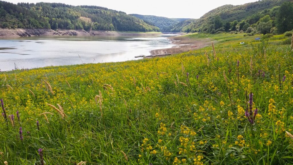 Ederauen im Fürstental Anfang August
